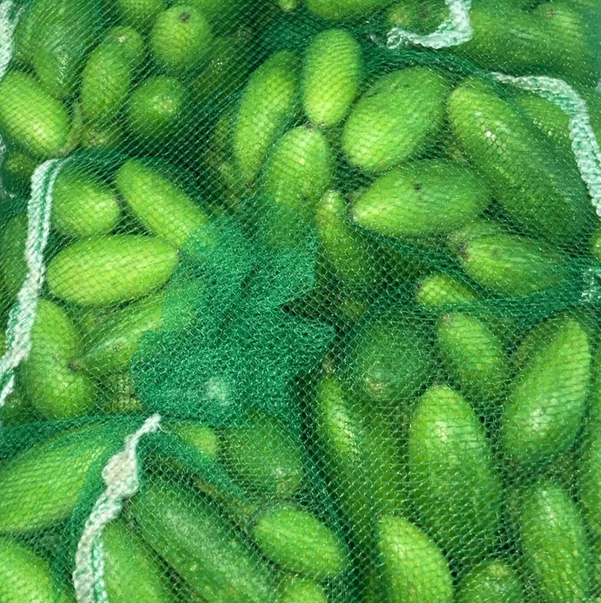 Tindora / Tindori