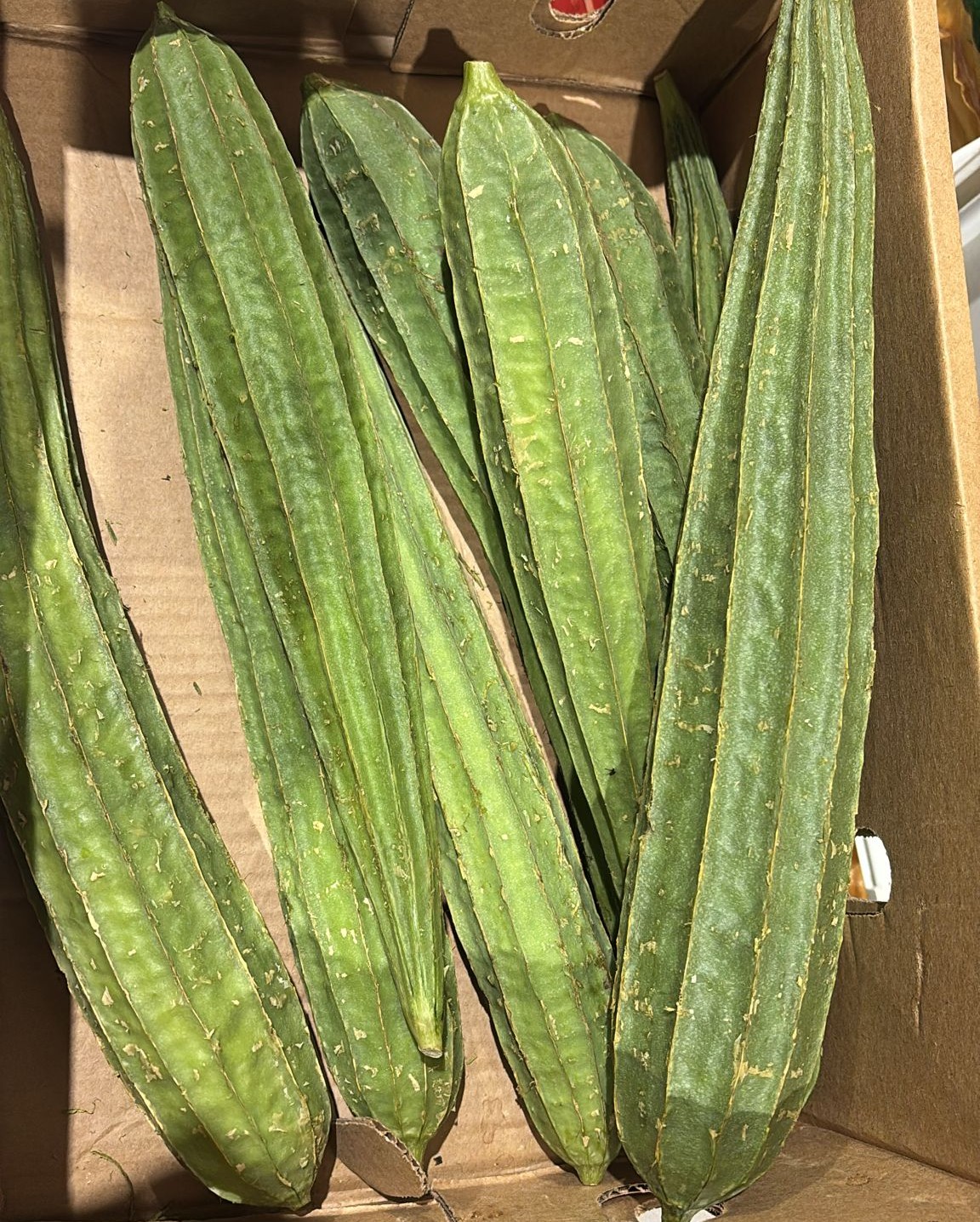Turiya / Ridge Gourd